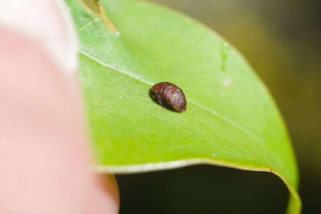 Cicadellidae: Ninfa di Penthimia nigra